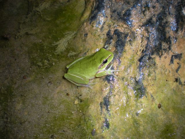 Hyla meridionalis